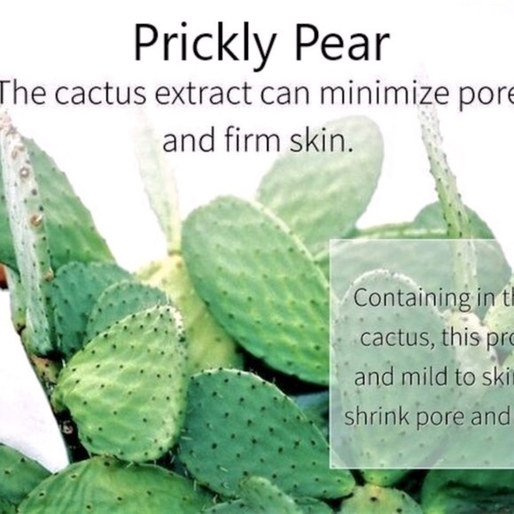 Prickly Pear Cactus 2 ea Spineless Opuntia Decorative Plant and Beauty Regimen. - Picture 3 of 12